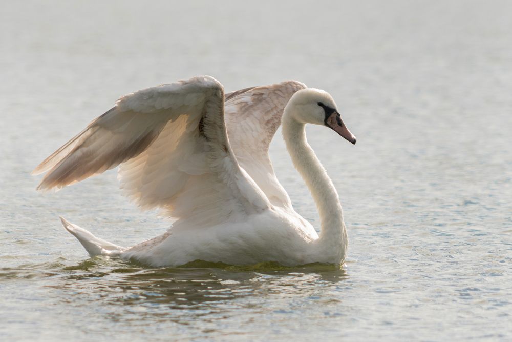 Легкость в природе