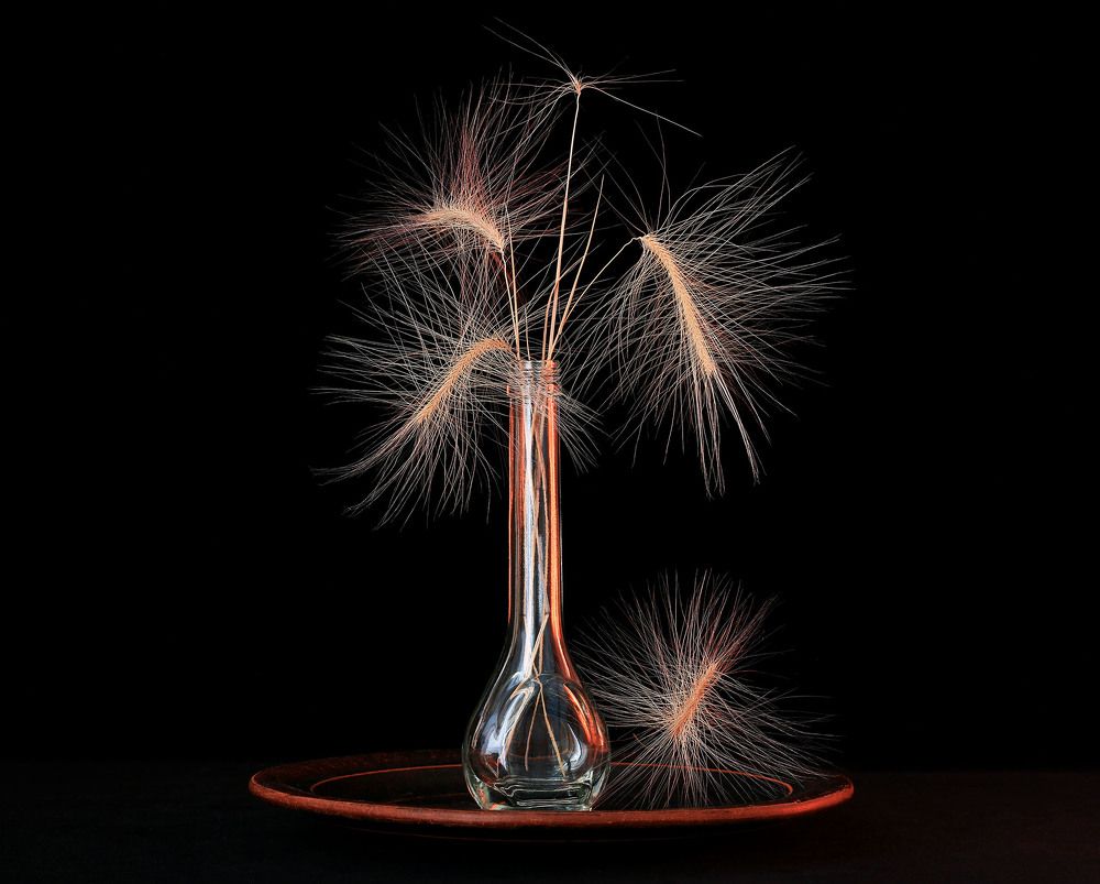 Колючее изящество