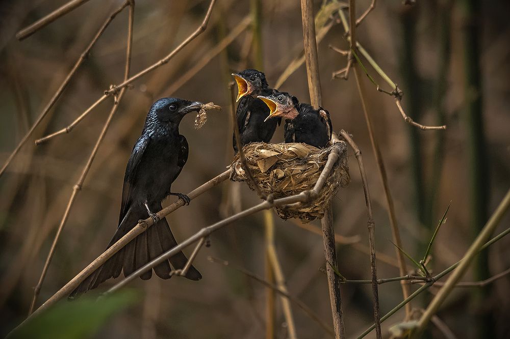 Photograph by prabir kumar das