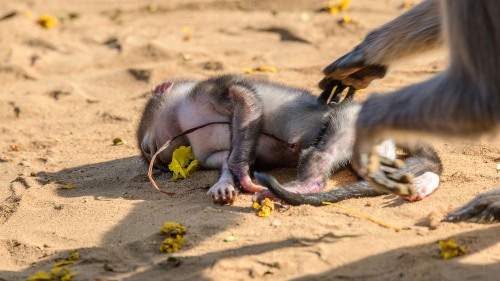 Photograph by Nilanka Amugoda Ruhunage