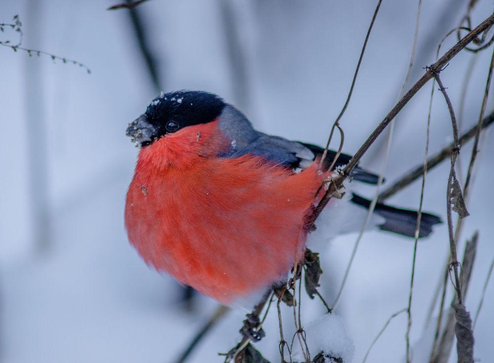 Photograph by Ольга Заповедная
