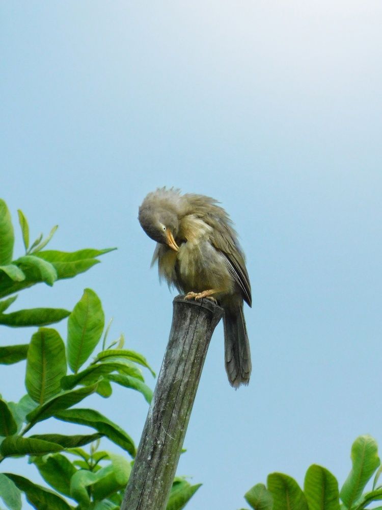 Photograph by INDRAJIT GHOSH