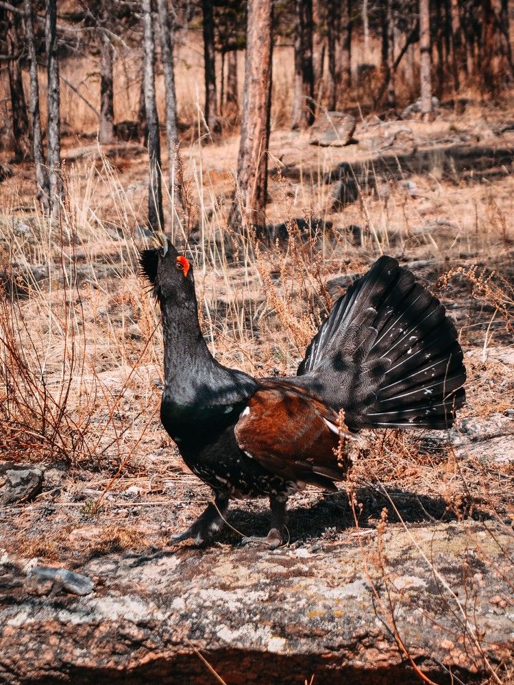 Photograph by Сергей Доржиев