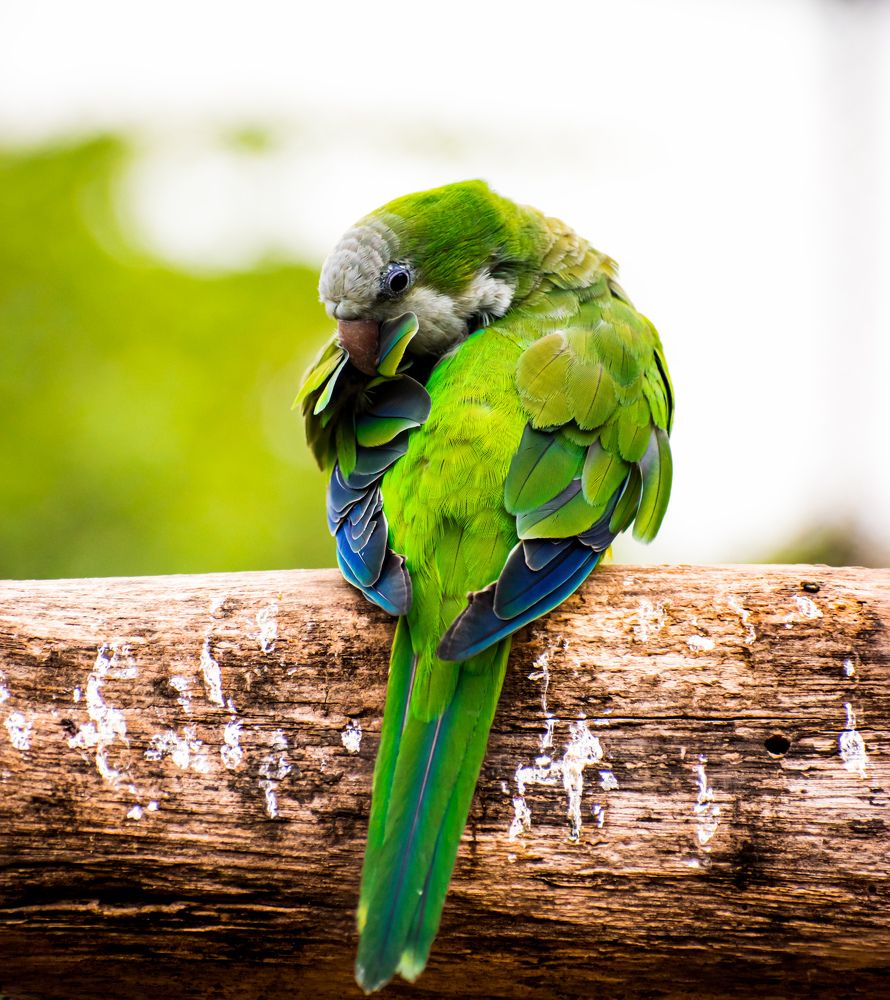 Photograph by Harina A