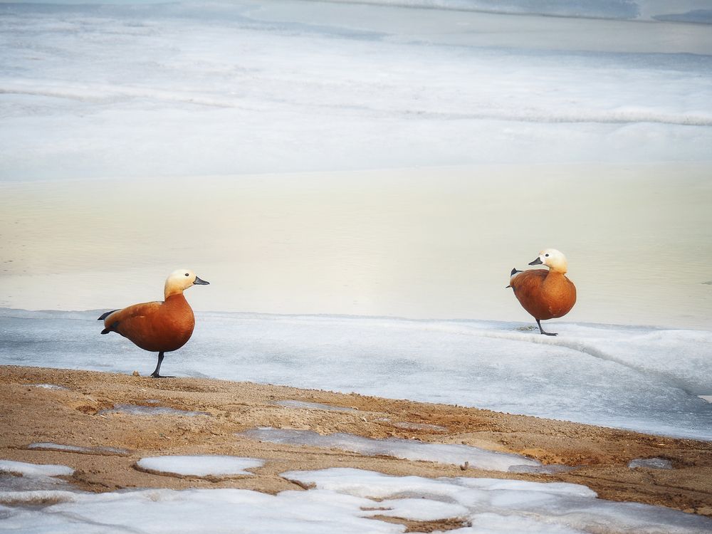 Photograph by Маргарита Смоленская