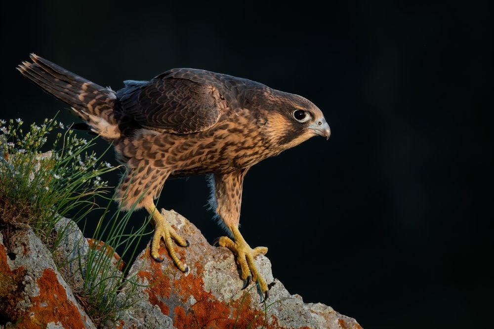 Молодой сапсан встречает свой первый закат