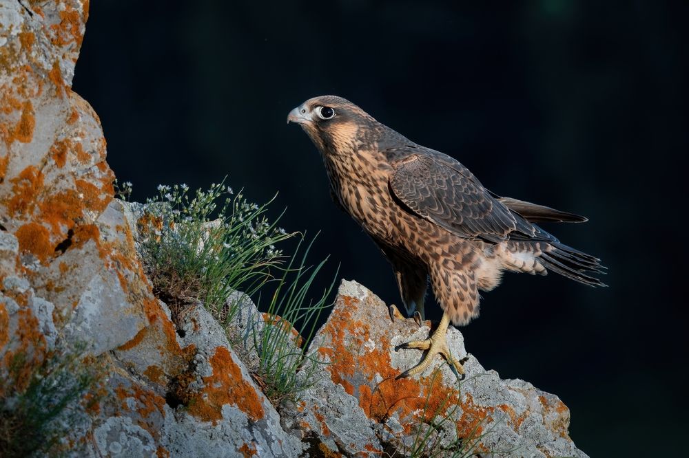 Photograph by Сергей Лебедев