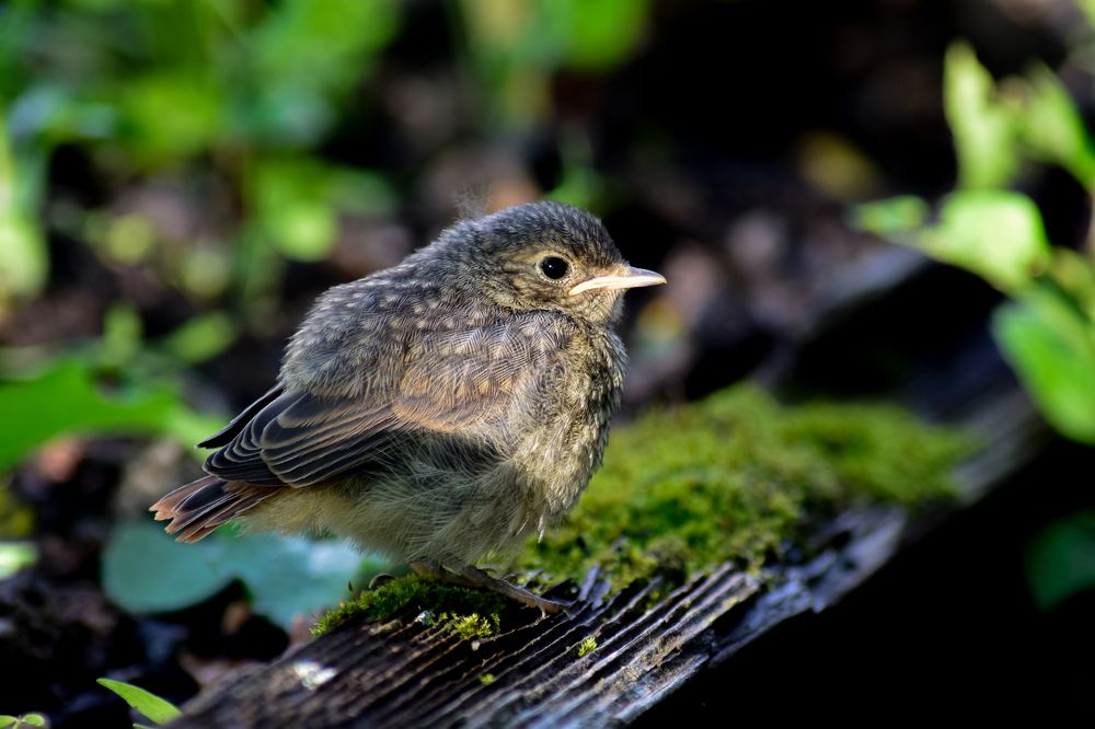Photograph by Александра Лукашевич