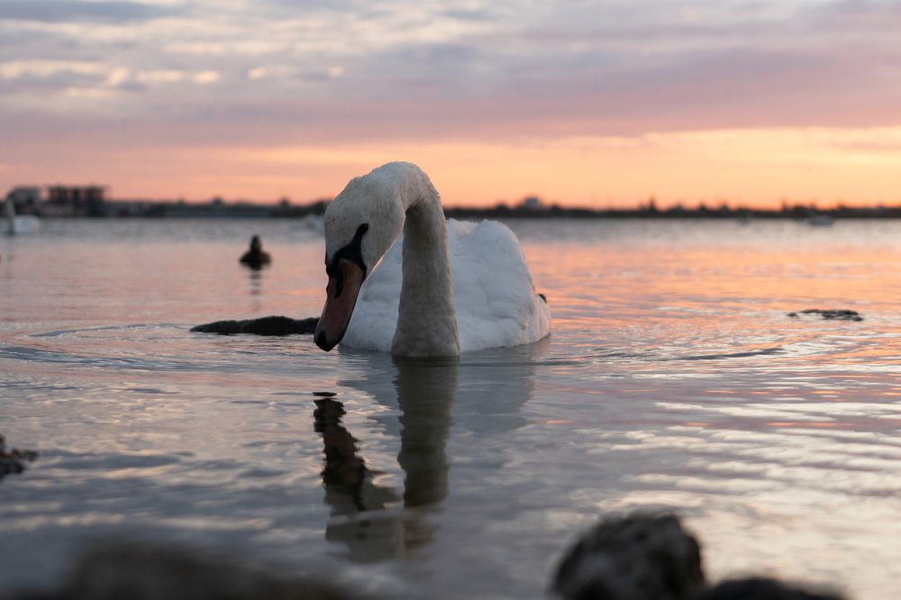 Нежность природы