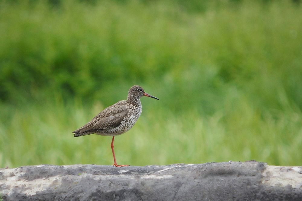 Photograph by Соколова Елена