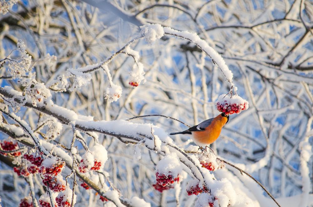 Photograph by Соколова Елена