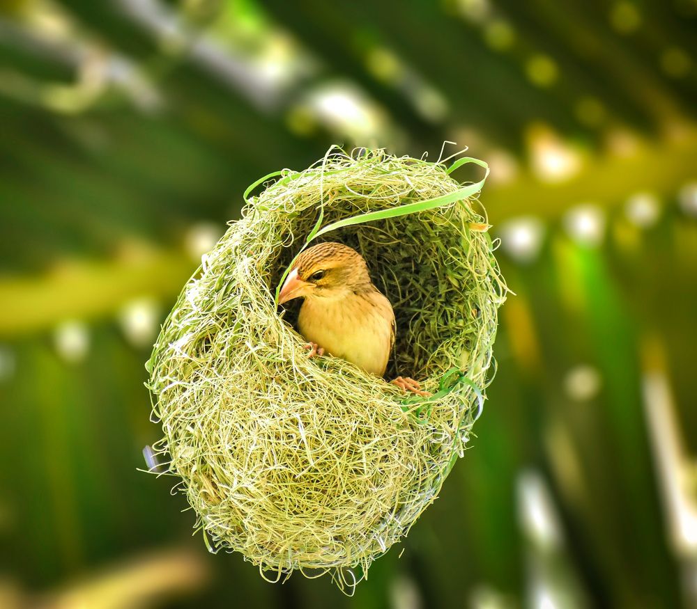Baya weaver ( nest of love)