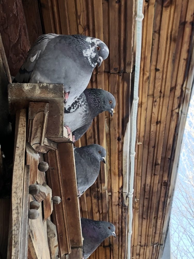 Photograph by Inna Shevchenko