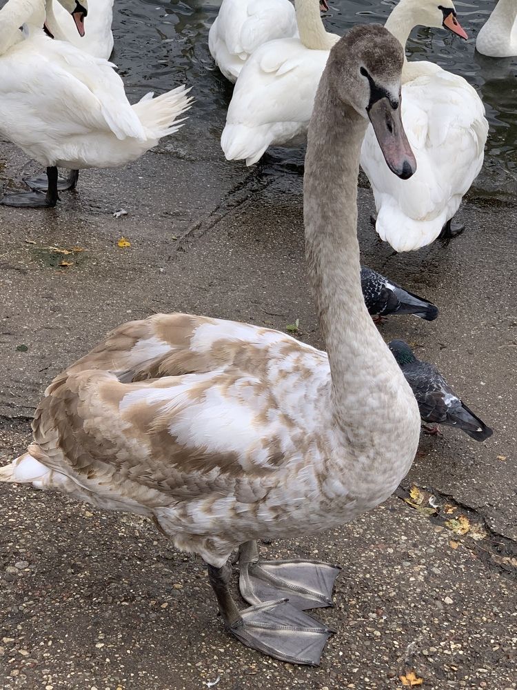 Photograph by Inna Shevchenko