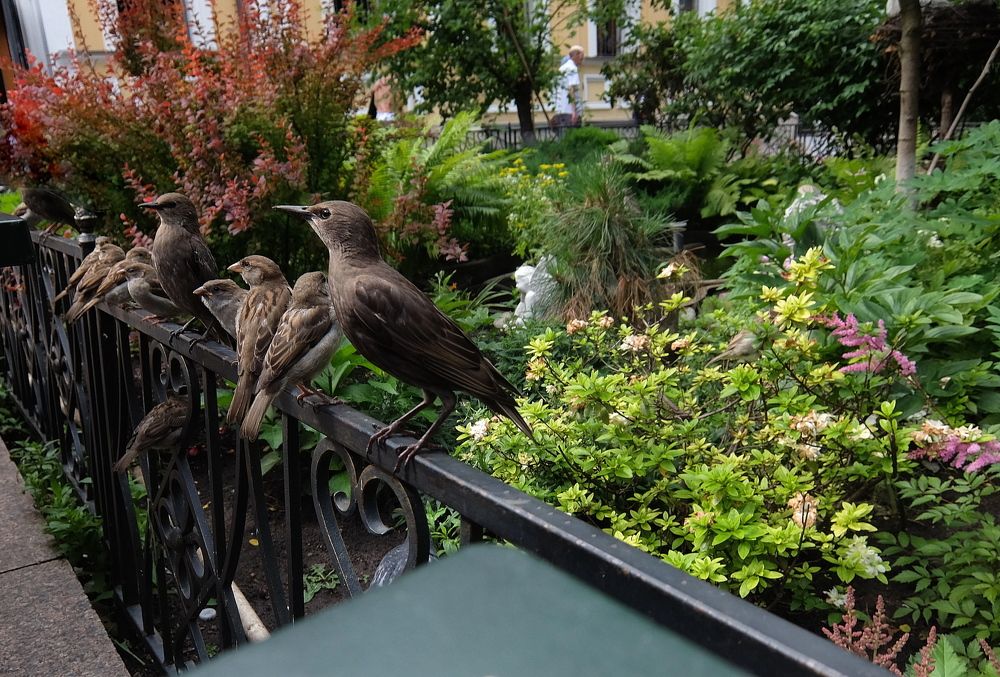 Как здорово, что все мы здесь, сегодня собрались!