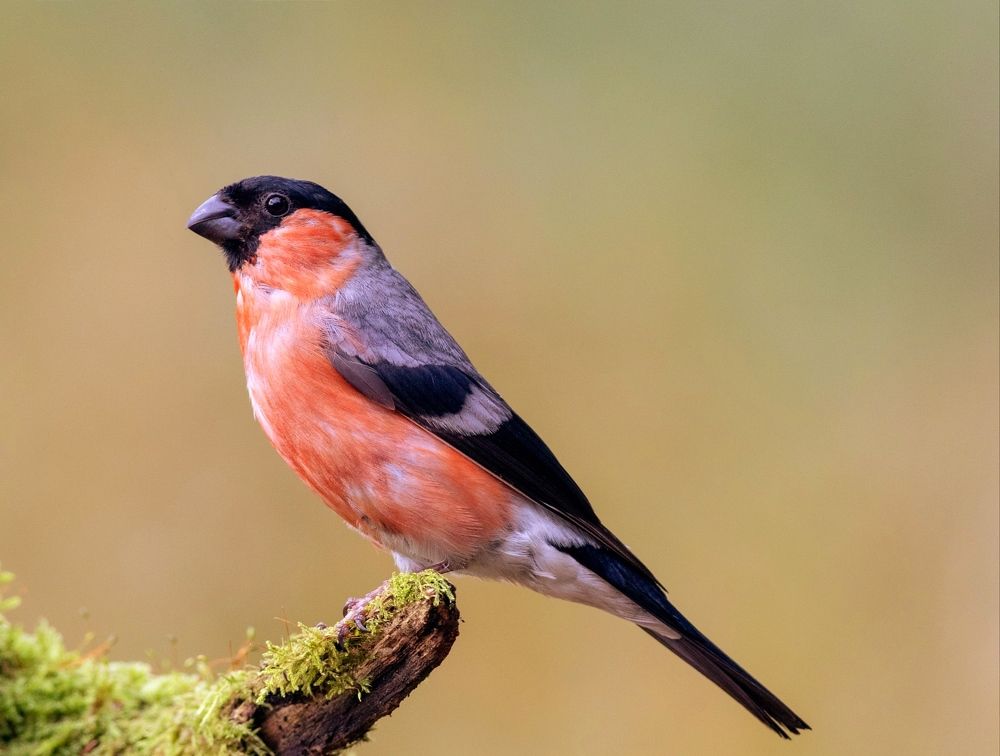 Photograph by Павел Краснослободцев