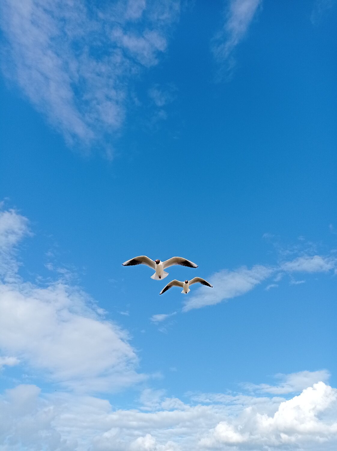 Photo #7781174