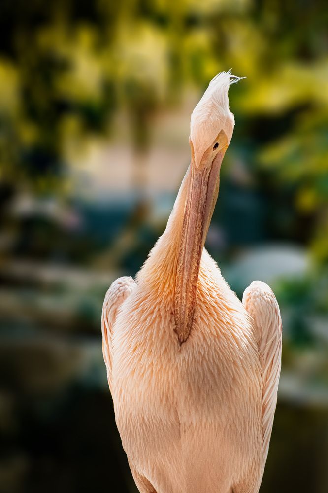 Photograph by Harina A