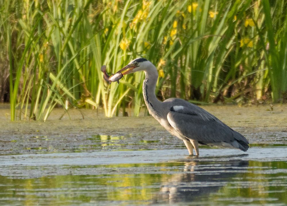 Цапля с добычей