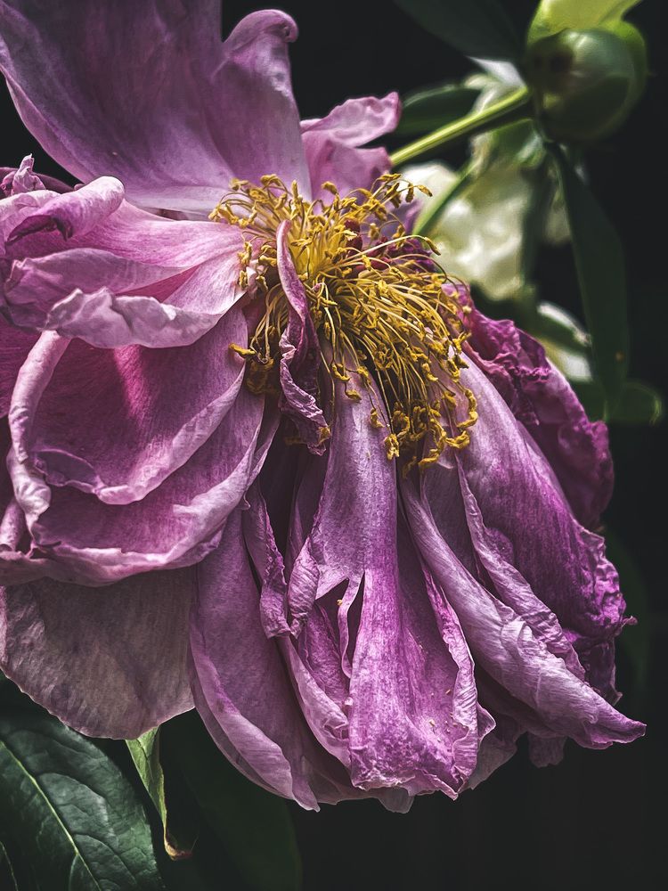 Photograph by Natalia Salivon