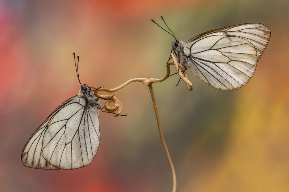 Photograph by Sara Jazbar