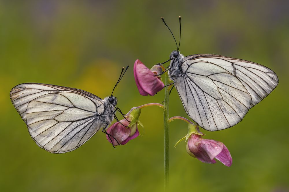 Photograph by Sara Jazbar