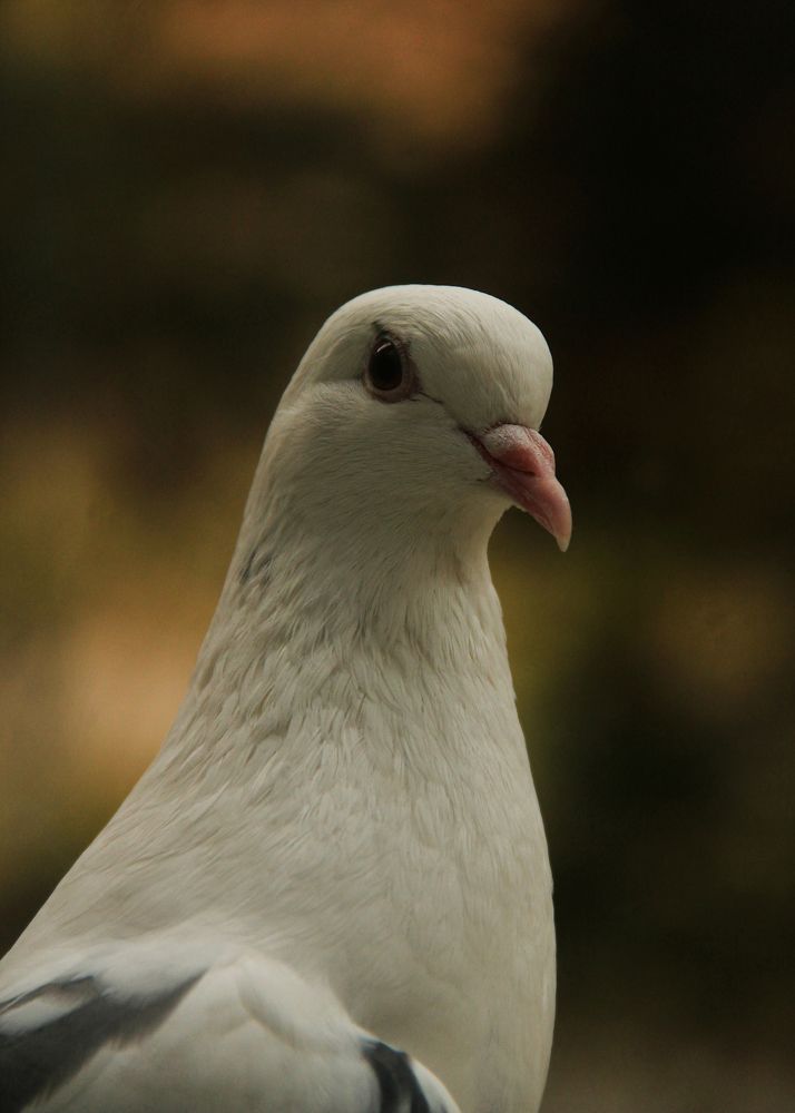 Фотография автора Mikheil Darsavelidze