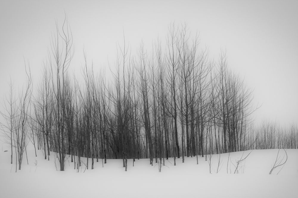 Фотография автора Mahshad Razavi