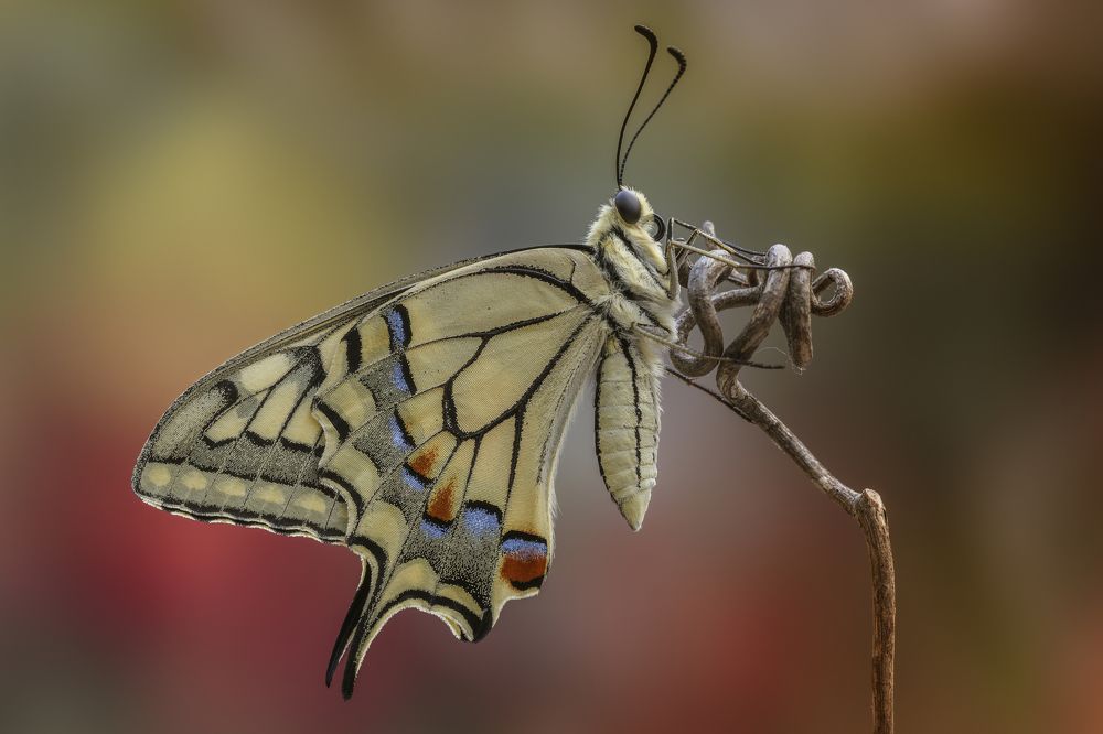 Photograph by Sara Jazbar