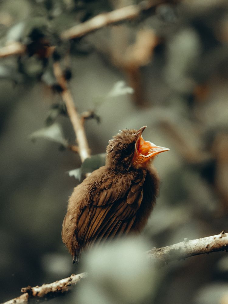 Фотография автора Saeed Saeed imam
