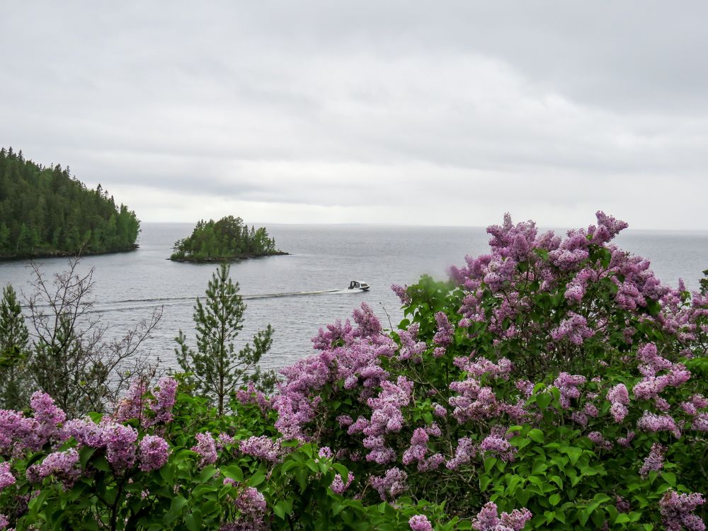 Lilac and Lake Ladoga