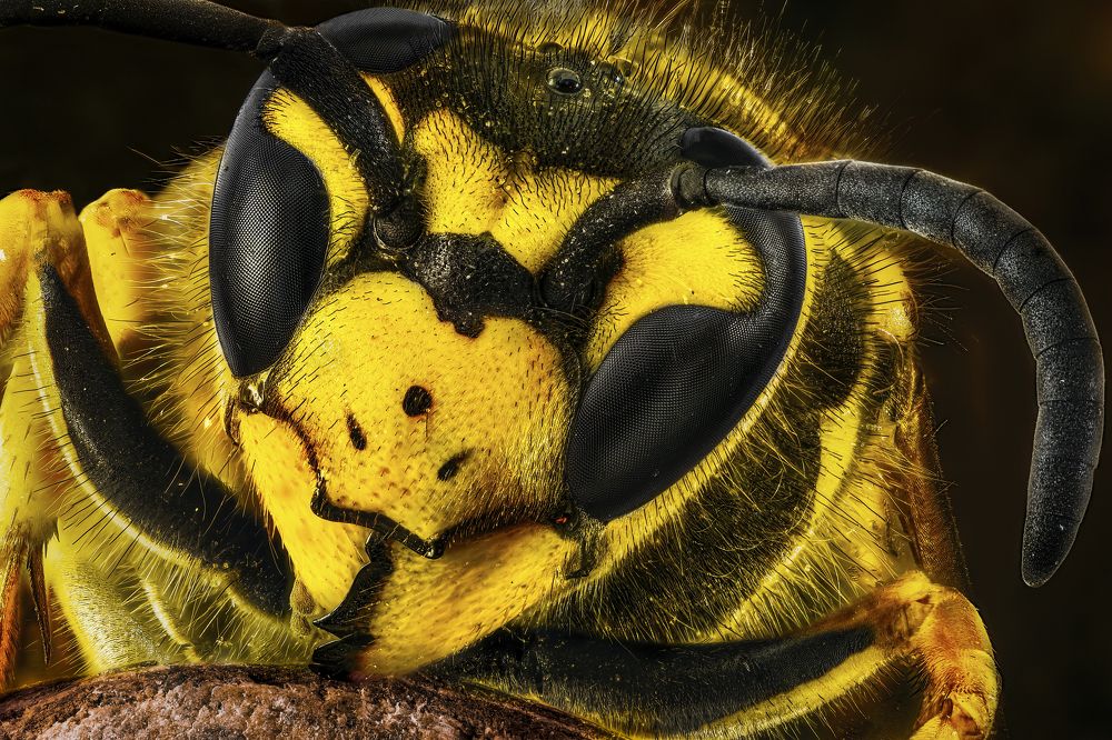 Photograph by Sara Jazbar