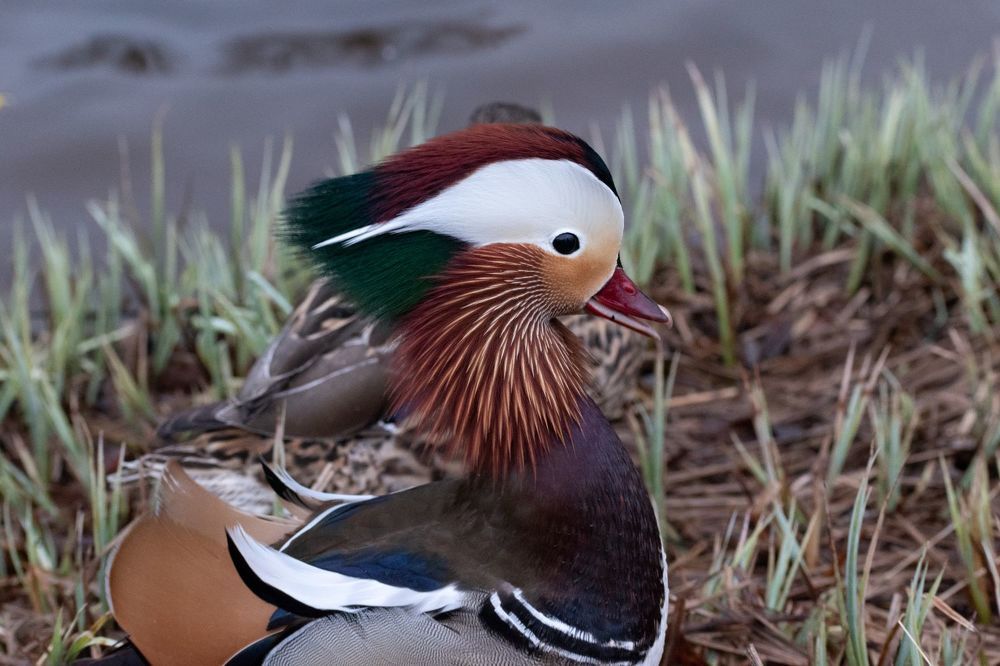 Фотография автора Рохмистрова Мария