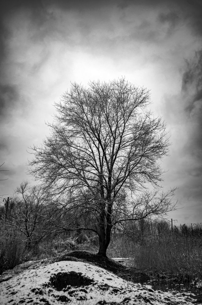 Одинокое дерево