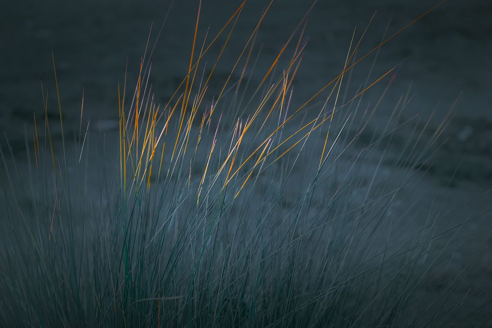 Natur Midnight Color Festival