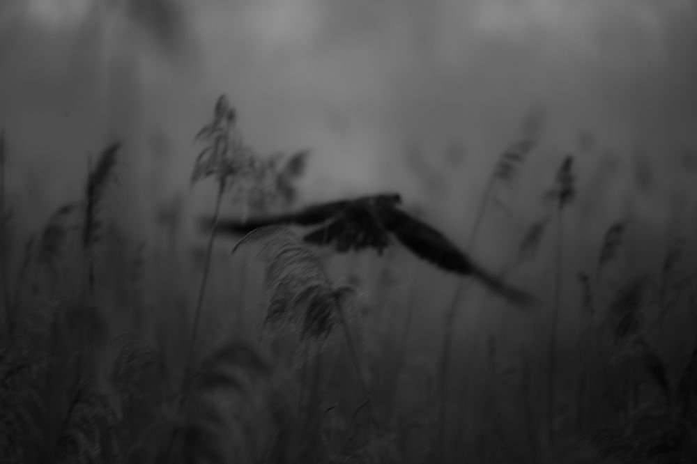 Photograph by Николай Абрамов