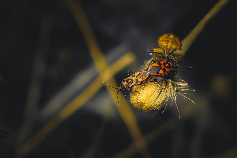 Photograph by Мария Рейтерн