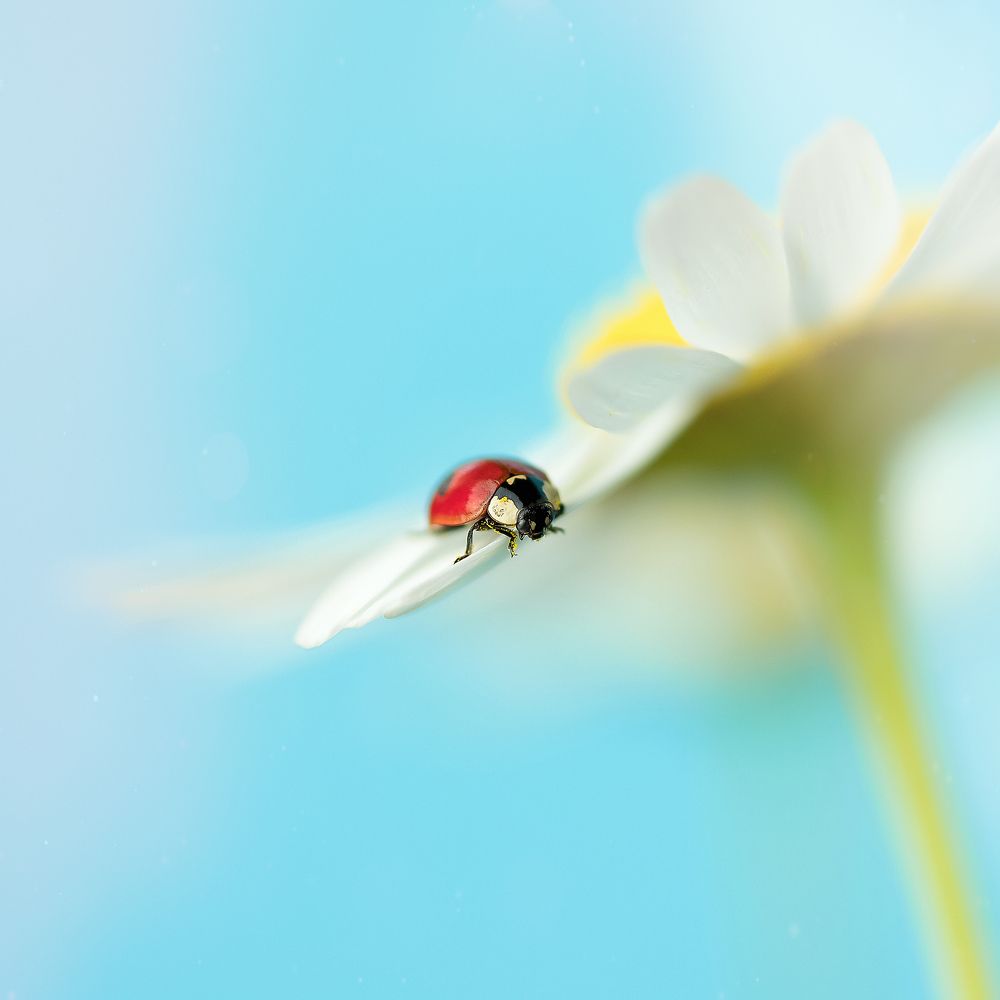 Фотография автора Елена Ельшина