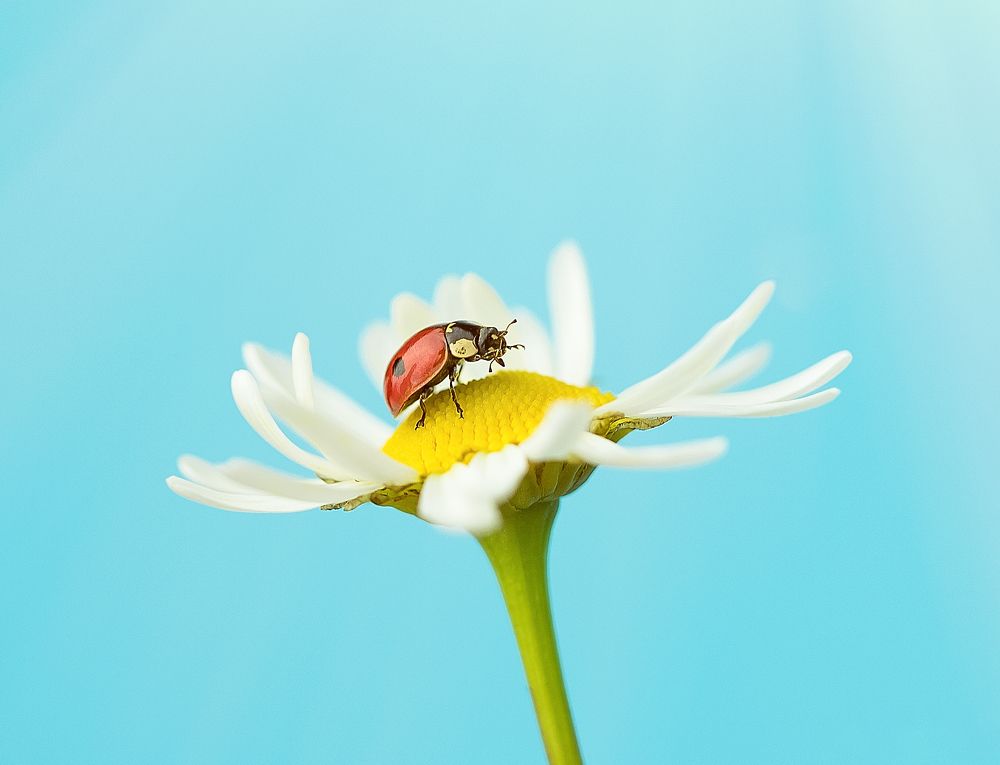 Фотография автора Елена Ельшина