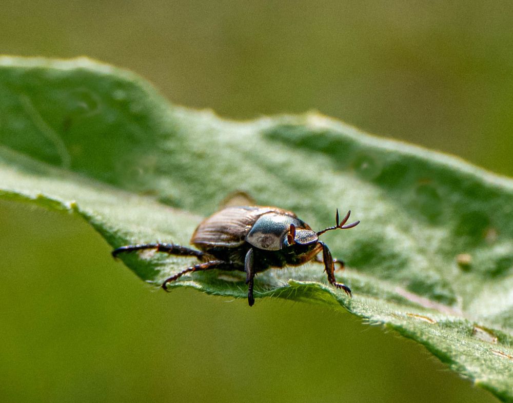 Летний полдень