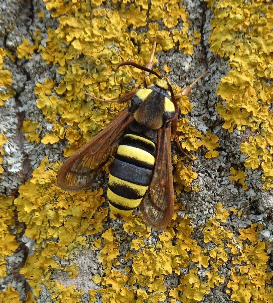 Стеклянница тополёвая большая
