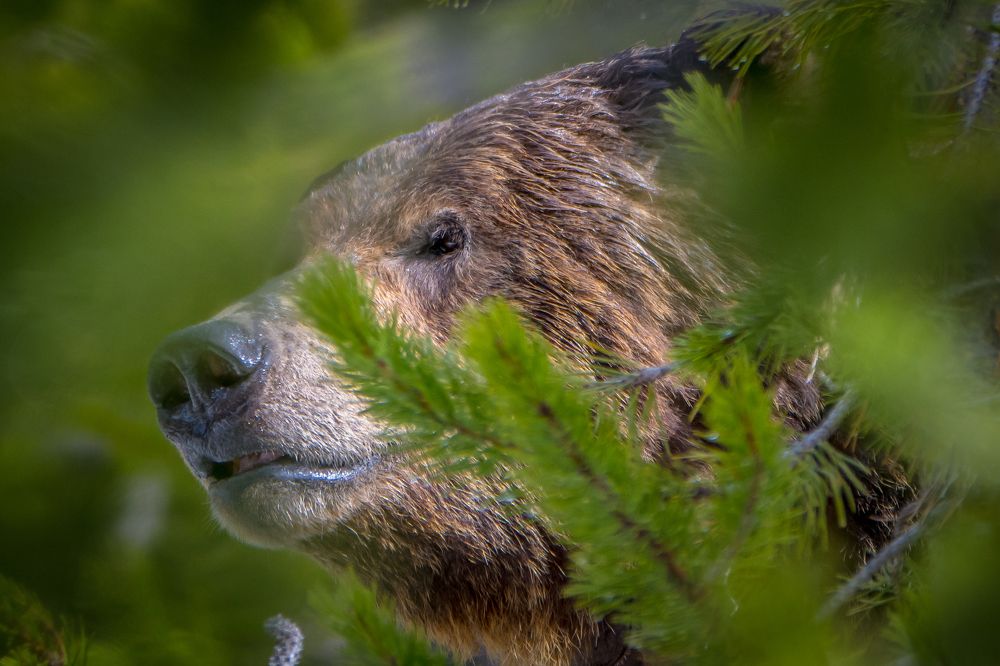 Photograph by Tony Douzenis