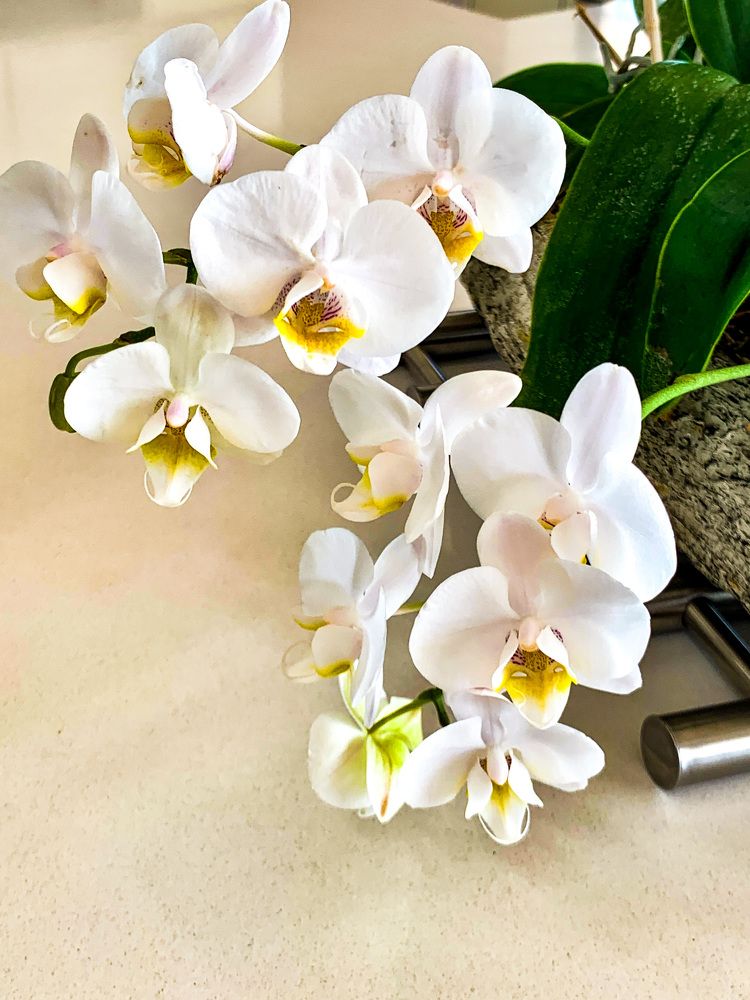 Photograph by Christine ECHEVET-ADAM de VILLIERS