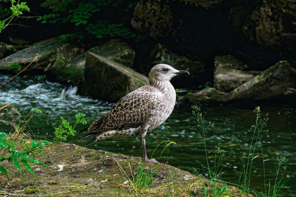 Photograph by Dark Ambient