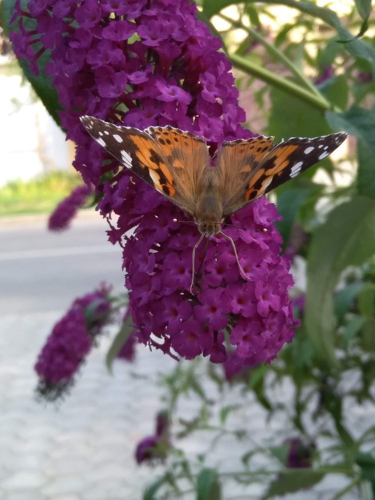 Photograph by Elena Goreva