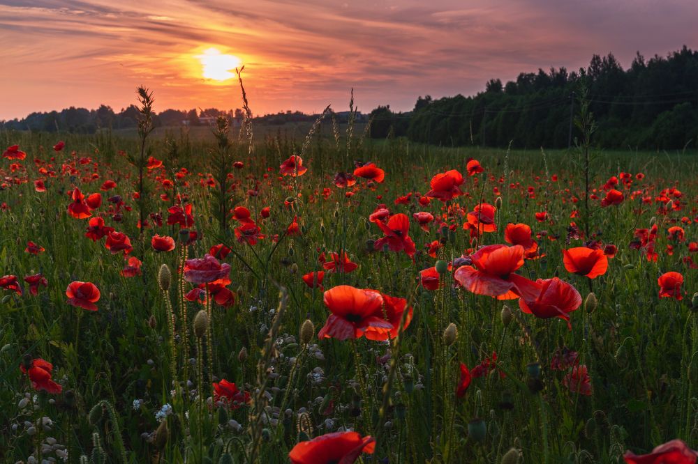 Фотография автора Майя Афзаал