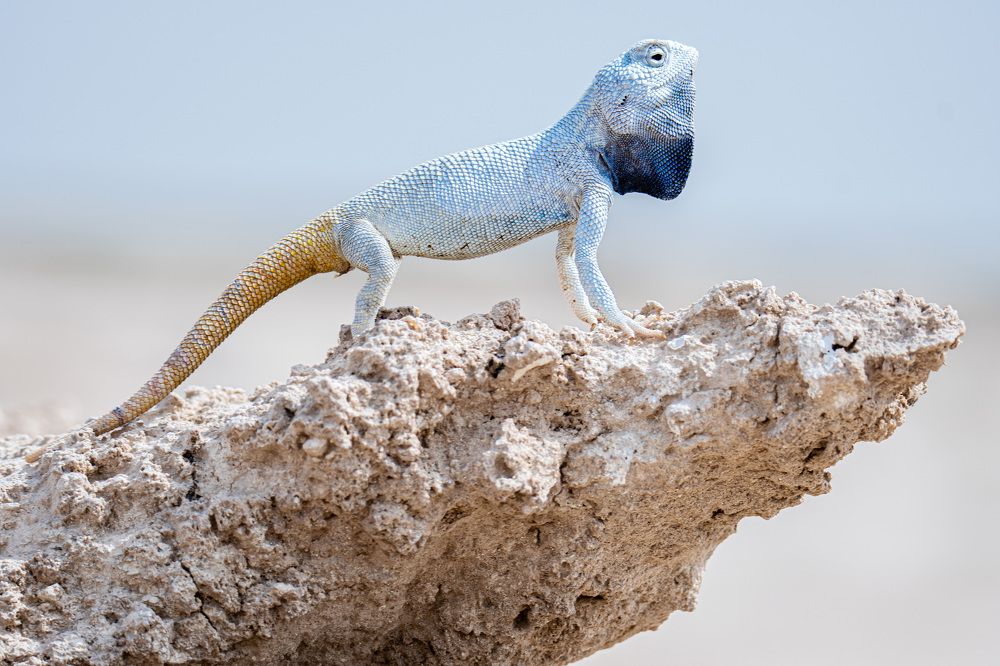 Фотография автора Sajeev Krishnan