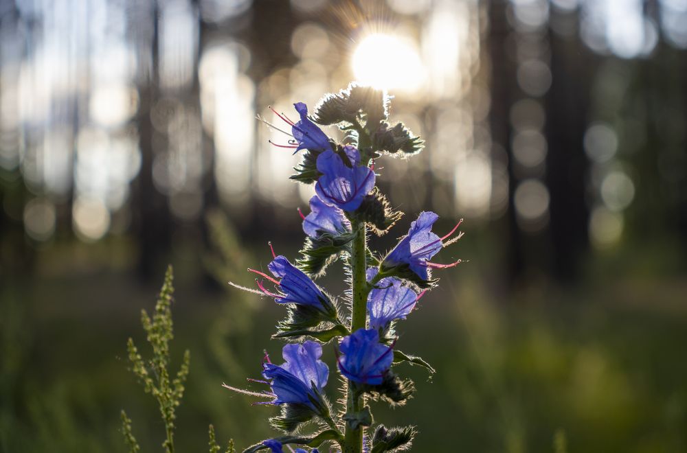 Photograph by Александр Голиков