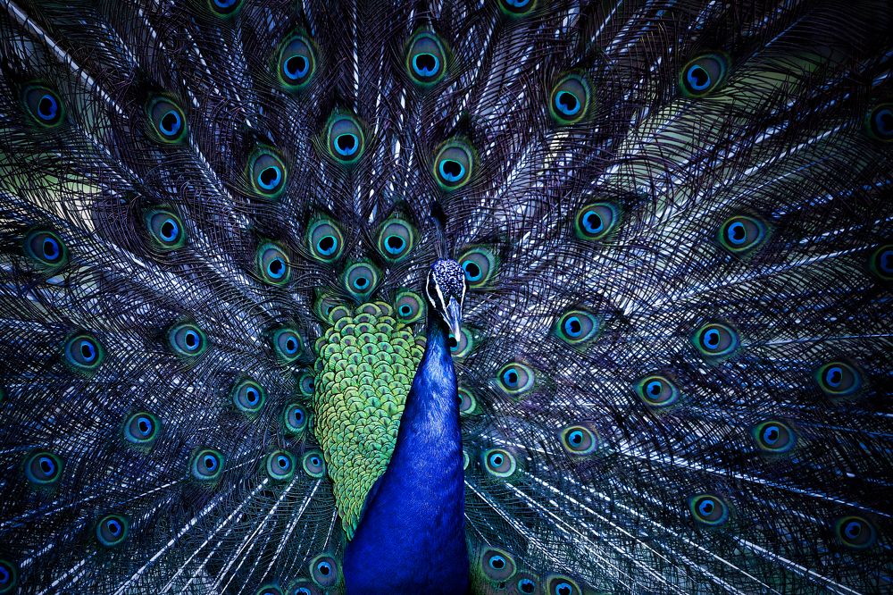 Photograph by Lorga Nuno