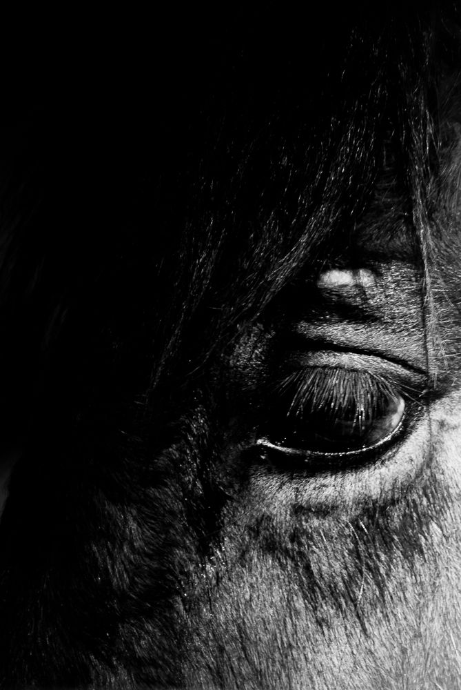 with the horse I learned